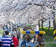 경포 벚꽃축제 개막