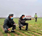 밀, 보리 비배관리 중인 북한 농민…"정보 당 수확고를 높여라"