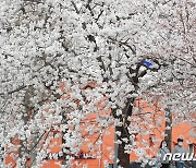 '흐드러진 벚꽃 감상, 여기 어때?' 대전충남 벚꽃 축제