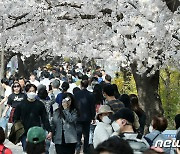 여의도 벚꽃길 '구름인파'…마스크 벗고 '찰칵'·민소매 입고 '활짝'