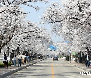 전북 정읍천변 벚꽃 ‘활짝’…4일까지 벚꽃축제 열려