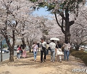 "얼마 안 남은 벚꽃엔딩"…대전·충남 벚꽃 명소 나들이객 크게 늘어