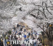 '주말 절정' 벚꽃놀이...'어디로 구경 가볼까?' [TF사진관]