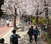 일찍 찾아온 벚꽃에 시민들 얼굴도 활짝..."봄기운 만끽"