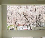 봄 시즌 한정! 전국 벚꽃 뷰 카페 3