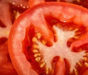 [주말엔 음식] 암 예방에 효과적인 토마토, 구토·복통 유발 주의