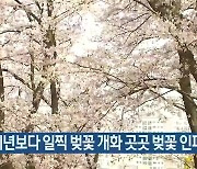 예년보다 일찍 벚꽃 개화 대전·충남 곳곳 벚꽃 인파