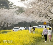 '노란 봄 위로 날리는 하얀 봄'…제주엔 봄이 절정[정동길 옆 사진관]