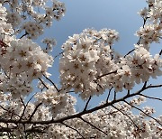 [내일 날씨] "벚꽃 보기 좋아요"...낮 최고 15~26도