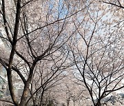 의정부 호원 벚꽃축제 8~9일 개최...일부 프로그램 시작