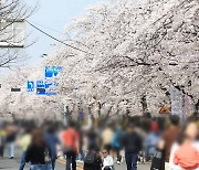 '분홍빛 향연' 여의도 벚꽃길…오늘부터 차량 통제