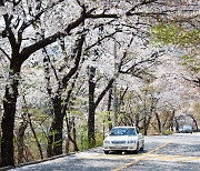 벚꽃, 개나리, 유채꽃…서울에서 뽑은 171곳 봄 꽃길 걸어볼까