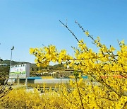 [사진] 노란 개나리 꽃그늘 아래… '봄봄봄' 봄이 왔네요