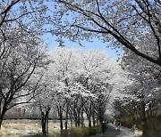 [거창] 산책하기 좋은 벚꽃길