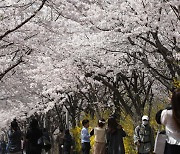 아름다운 꽃, 벚꽃 이야기…송파구 호수벚꽃축제 4월 5∼9일 개최