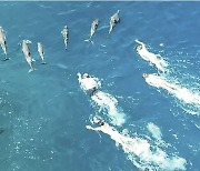 “돌고래 낮잠 자야하니 괴롭히지 마”…하와이 정부 수영선수들 고발