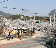"벚꽃 엔딩 후 축제 열 판"…충북 북부지역 벚꽃 벌써 만개