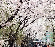 제9회 신대방 어울림 벚꽃축제