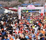 4년 만에 재개 '합천 벚꽃 마라톤대회'… 역대 최대 인원 참가