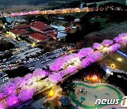 제1회 고창 벚꽃축제 '대박'…구름 인파 몰리며 성공 축제 자리매김