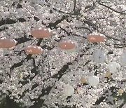 [날씨] 맑고 따뜻한 휴일...이색 벚꽃 축제 '북적'