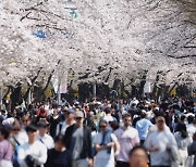 초여름 같은 봄... 여의도 벚꽃축제에 50만명 몰렸다