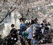 때이른 '벚꽃비' 세계기상기구도 주시…초봄 3월, 초여름 더위 왜