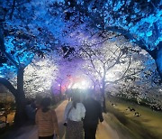 [포토뉴스]설레는 봄…빛을 품은 벚꽃 야경에 취한 시민들
