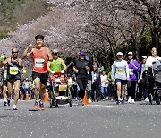 [합천] 수려한 황강변 10리 벚꽃길, 마라톤 달리기