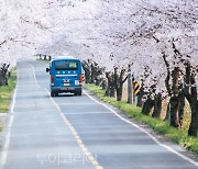 '핑크빛 봄의 향연'만나러 보령 주산벚꽃축제로! 