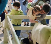 강서벚꽃축제 인기스타는  미니호스 '바우'