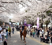 ‘10만 나들이객’ 마사회 야간 벚꽃축제 매력에 풍덩