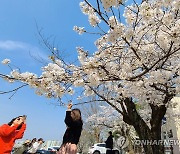 벚꽃 만개한 옛 반곡역…봄날의 추억