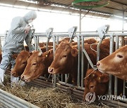 구제역 백신 일제접종