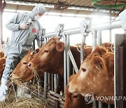 구제역 백신 일제접종