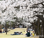 '벚꽃 아래 나들이'