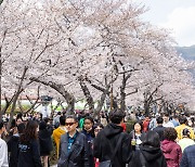 10일 간 대장정 마친 제61회 진해군항제