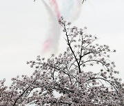 벚꽃 위 편대비행 하는 블랙이글스 [오늘의 한 컷]