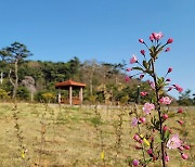 남해 이순신순국공원에 '산뜻한 미소' 서부해당화 꽃망울