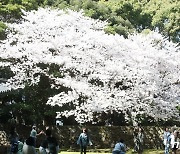 벚꽃 빨리 핀다 했더니…제주 3월 역대 두번째로 따뜻했다