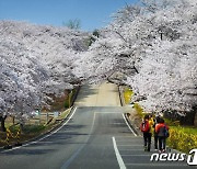 "주말엔 벚꽃 다 진다"…SK인천석화 4년만의 '벚꽃동산' 개방 취소