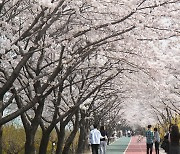 비 와도 포기 못해... 퇴근길에 즐기는 벚꽃 명소