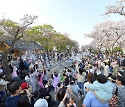 4년 만에 재개된 경주벚꽃축제… 24만여 명 찾아 대성황