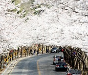 2023년 제12회 팔공산 벚꽃축제 6일 개막