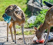 [포착] 비닐 사용 금지라는데…쓰레기 질겅질겅 씹는 스리랑카 사슴들