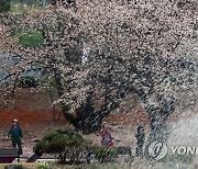 육군사관학교에서 벚꽃 '찰칵'