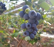 [곡성소식] 블루베리 주요산지로 도약