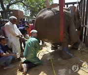 Pakistan Elephant