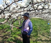 강화군, '과수 저온 피해 주의' 적극 대응 당부