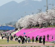 정읍 벚꽃축제, 25만 명 방문 '화려한 벚꽃엔딩'